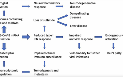 Studio:” Immunosoppressione innata mediante vaccinazioni a mRNA SARS-CoV-2: il ruolo di G-quadruplex, esosomi e microRNA”, ovvero : “COME TI DISTRUGGO IL SISTEMA IMMUNITARIO”